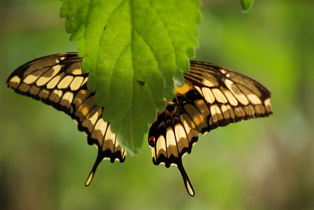 Fluture, Frunze, Gândac, Insectă