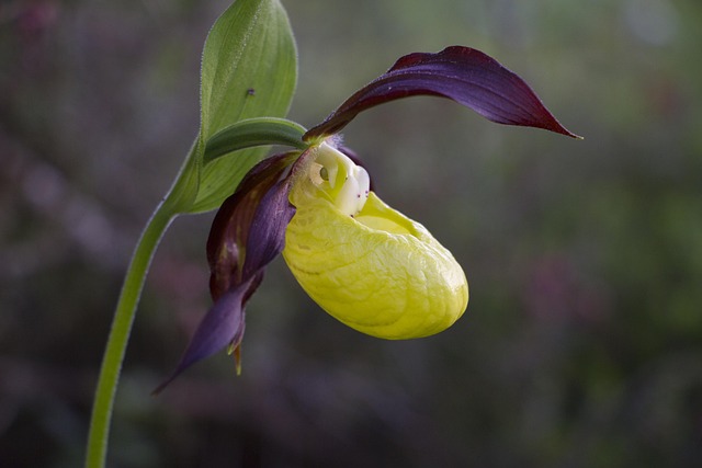 Orchidee, Wildblumen, Cypripedium