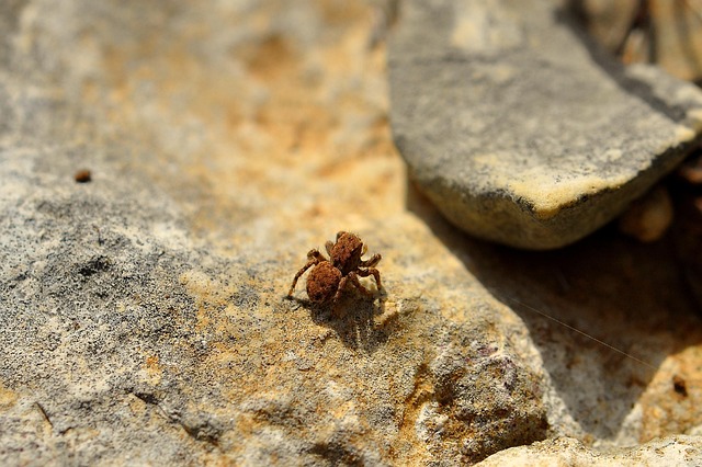 Edderkop, Insekter, Fejl, Behåret Ben