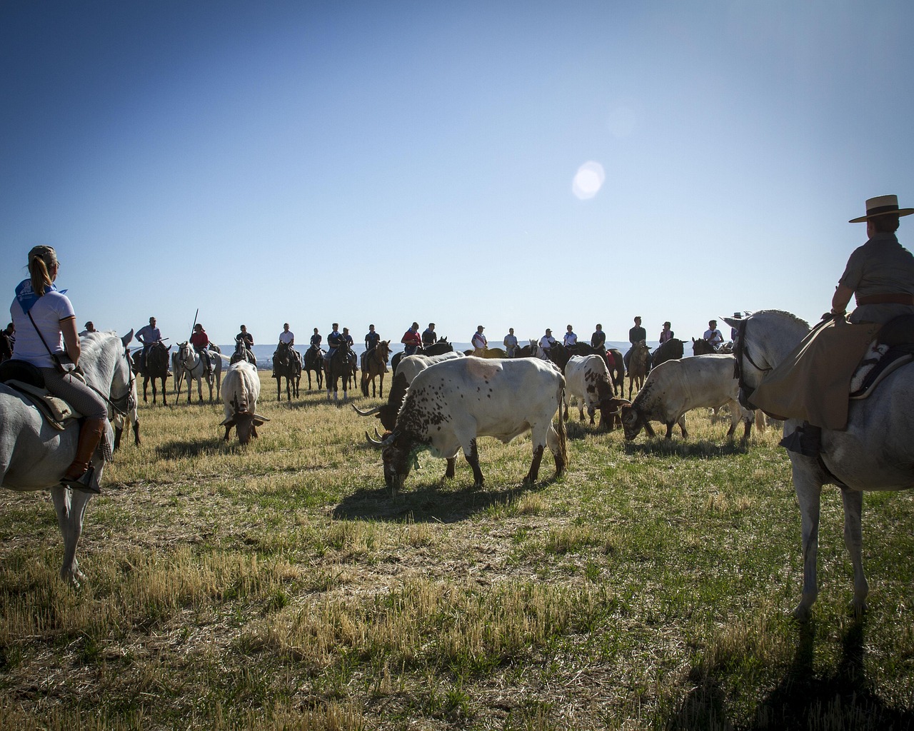 Oxen - free online jigsaw puzzle photo