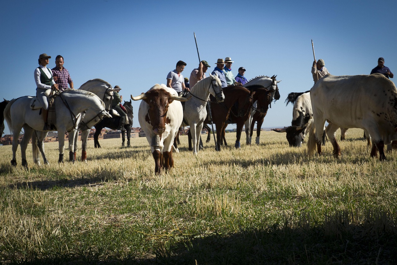 Oxen - free online jigsaw puzzle photo