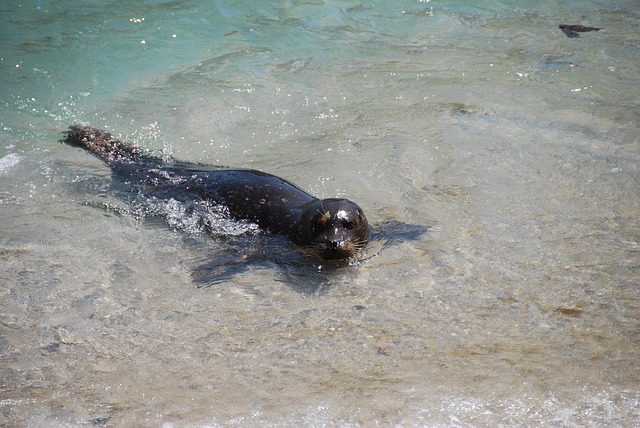 seal, beach, water, mammal, animal, nature, sand, baby, island, ocean, wildlife, cute, gray beach, gray island, gray sand