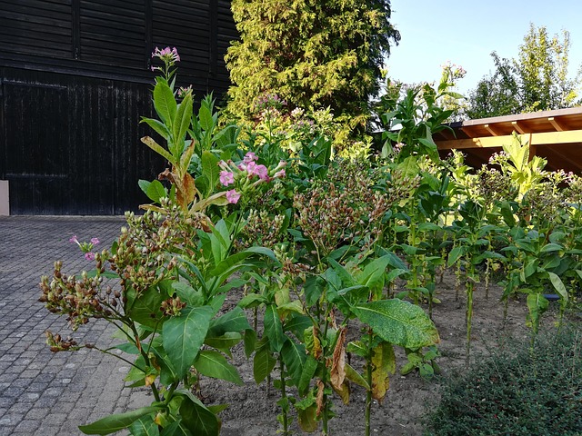 Free Tobacco Plant photo and picture
