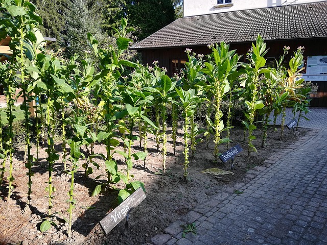 Free Tobacco Plant photo and picture