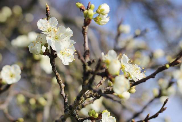 Free Spring Spring Blossom photo and picture