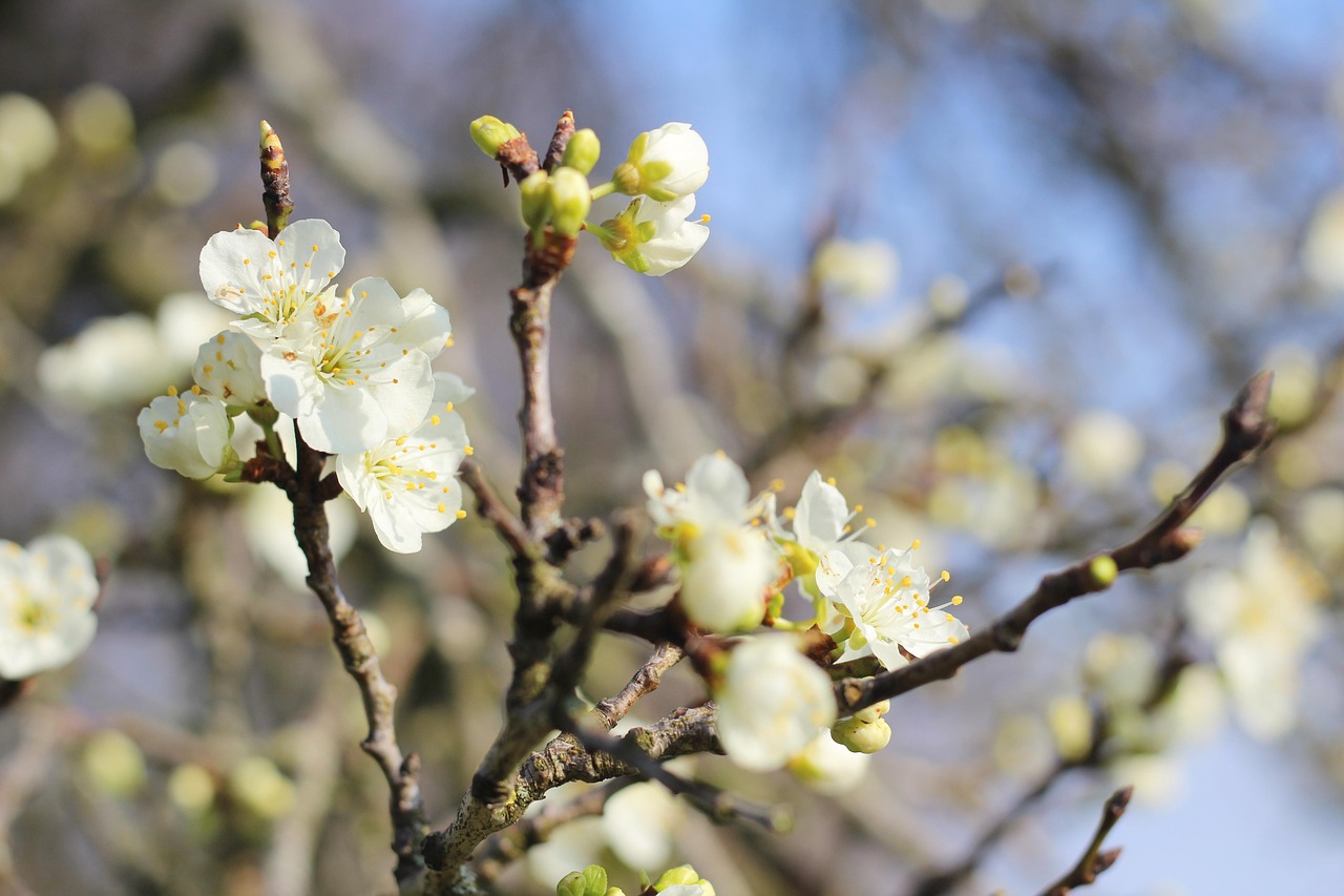 Damson Blossom Spring - Free photo on Pixabay - Pixabay