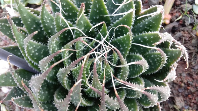 Saftig, Plante, Have