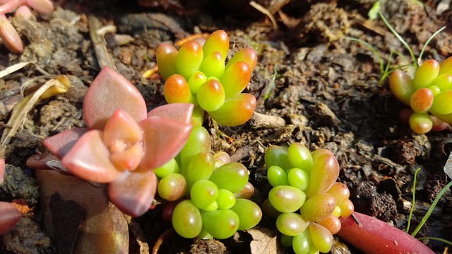Plante, Have, Saftig