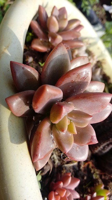 Plante, Have, Saftig