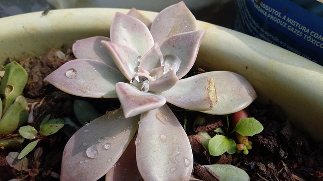 Plante, Have, Saftig, Natur