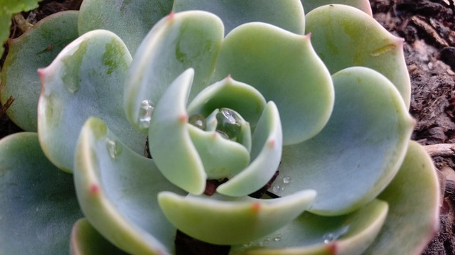 Plante, Have, Saftig