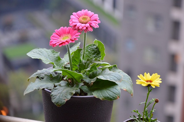 Free African Daisy Flower photo and picture