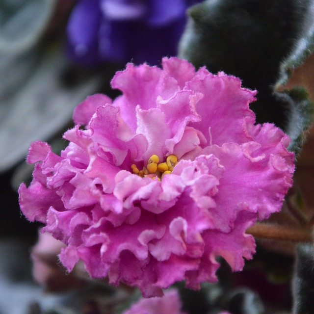 Free African Violet Flower photo and picture