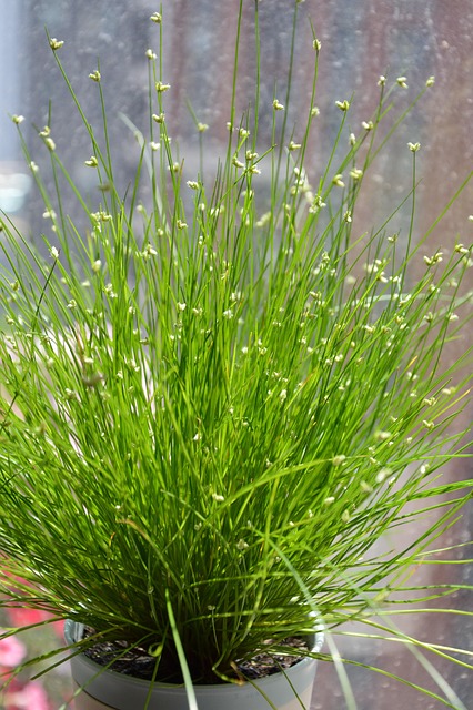 Free Grass Spring photo and picture