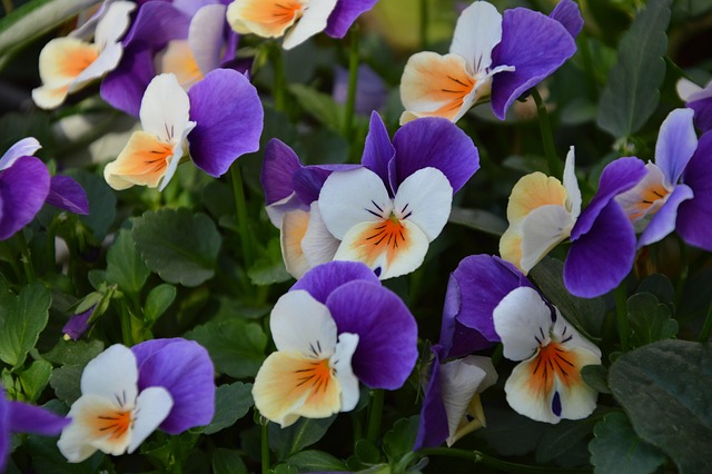 Free Voila Flower photo and picture