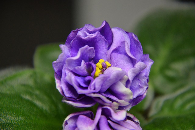 Free In Full Bloom Flower Background photo and picture