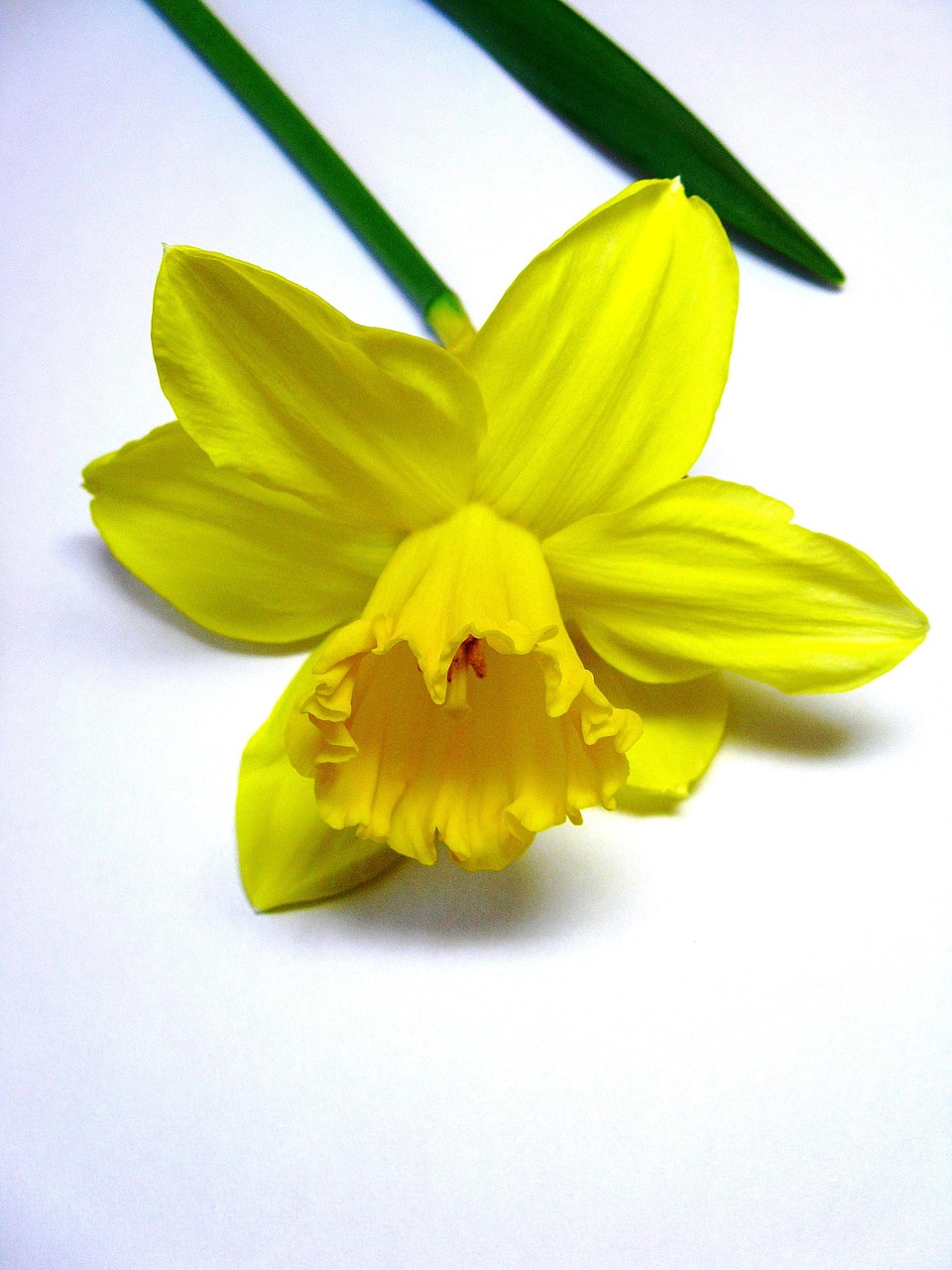 Daffodils Easter Yellow Free photo on Pixabay Pixabay