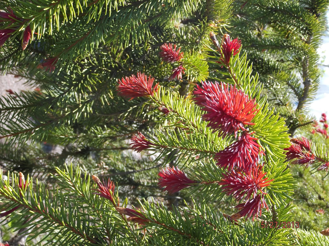 Abeto Árvore Spruce Dicas - Foto gratuita no Pixabay - Pixabay