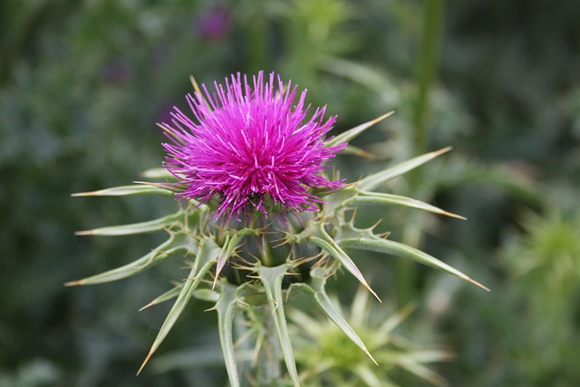 Free Thistle Flower photo and picture