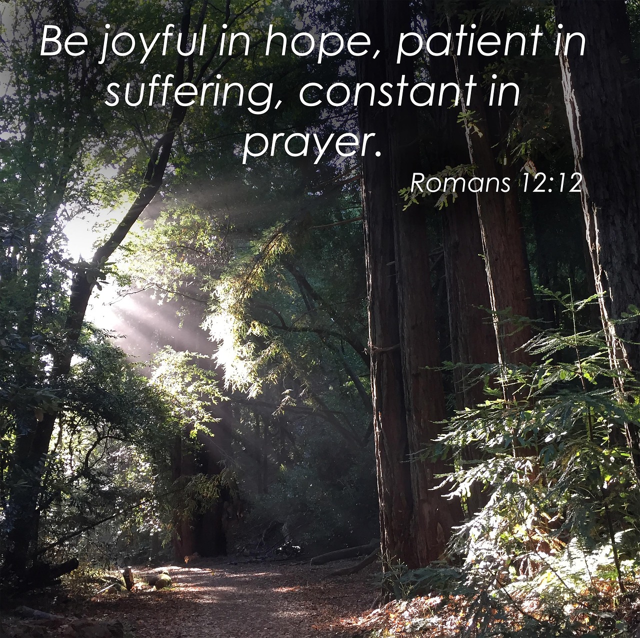 Romans 12 Redwood Forest Free Photo On Pixabay Pixabay Romans 12 redwood forest free photo on pixabay pixabay