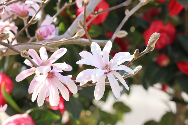 Natur, Natur, Blomst Baggrund