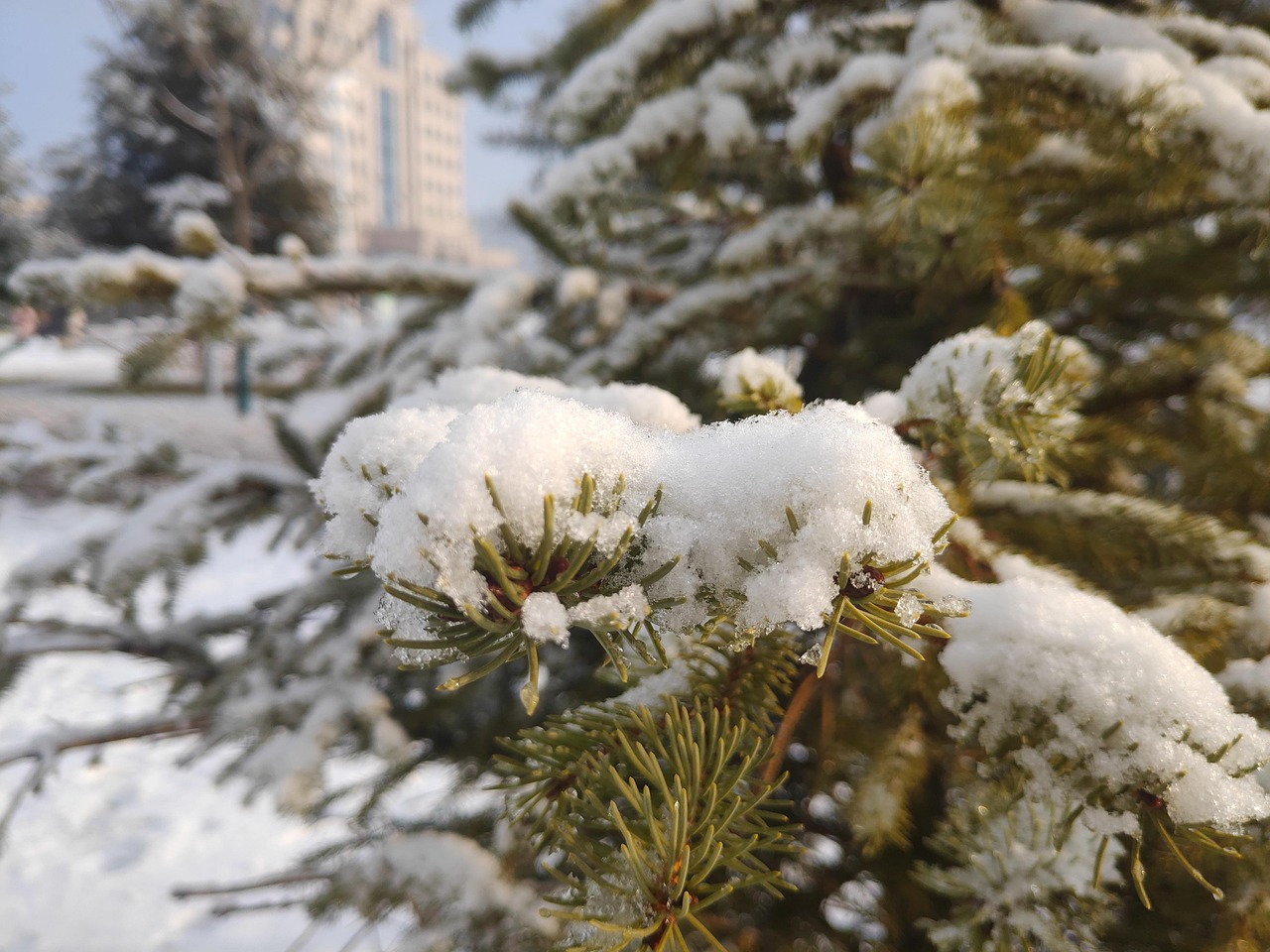 雪 松树 - Pixabay上的免费照片 - Pixabay