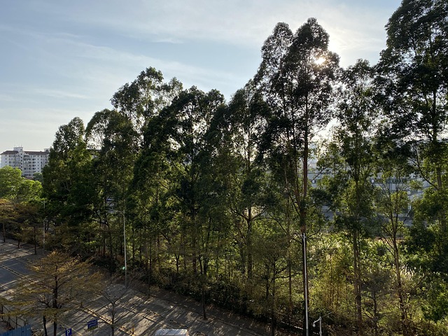 Floresta