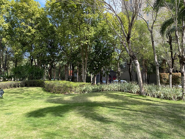 Cidade, Comunidade, Floresta