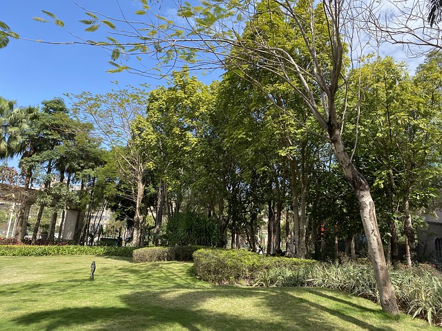 Cidade, Comunidade, Floresta