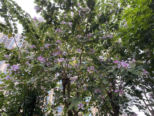 Cidade, Comunidade, Primavera