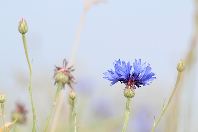 Free Cornflower Blue photo and picture