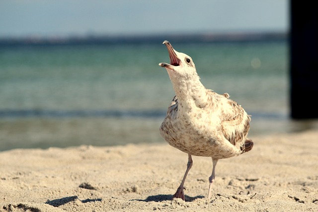 Free Gull Baltic Sea photo and picture
