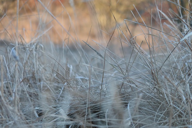 Free Grass Cold photo and picture