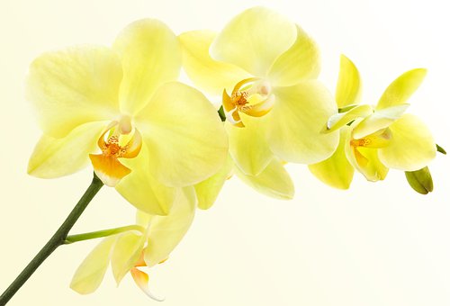 Free Flower Orchid photo and picture