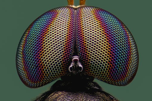 Free Macro Fly photo and picture