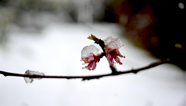 Free Spring Cold photo and picture