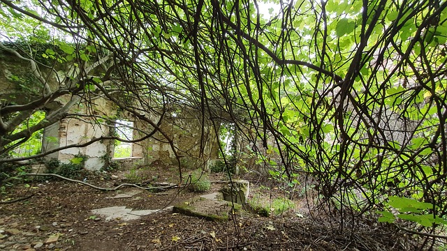Free Decay Nature photo and picture