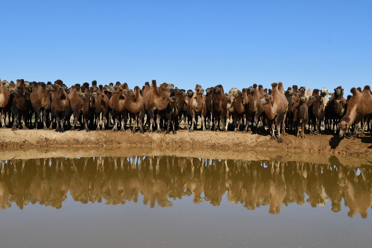 Camel - free online jigsaw puzzle photo