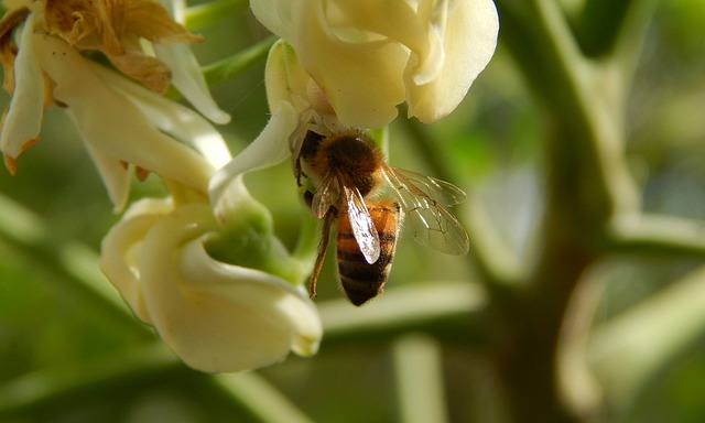Bij, Natuur, De Lente, Insect
