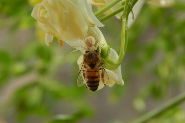 Bij, Insecten, Natuur, De Lente