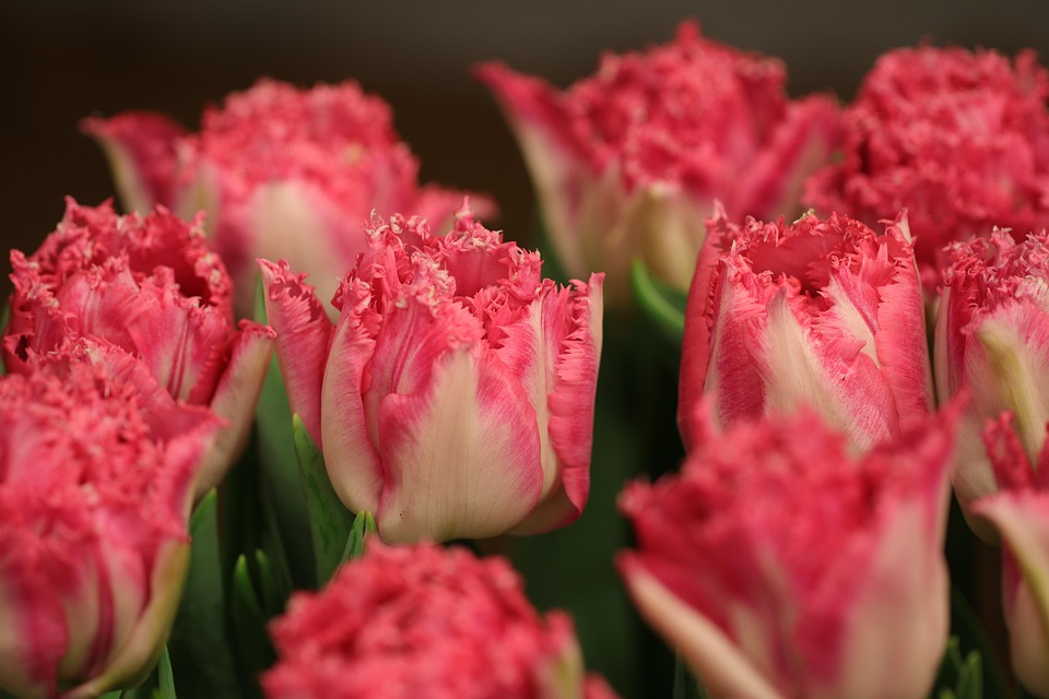 チューリップ 花 オランダ Pixabayの無料写真