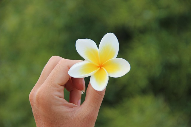 Free Frangipani Flower Wallpaper photo and picture
