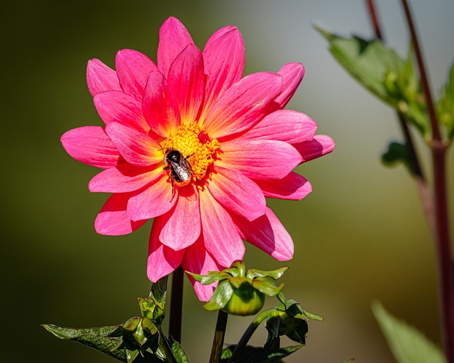 Flor, Multicolorido, Colori, Áster