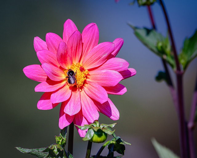Flores, Cair, Flora