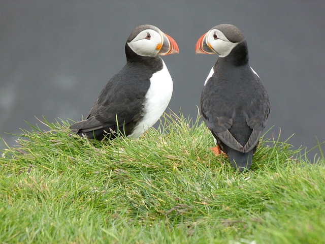 Høns, Natur, Fjeder
