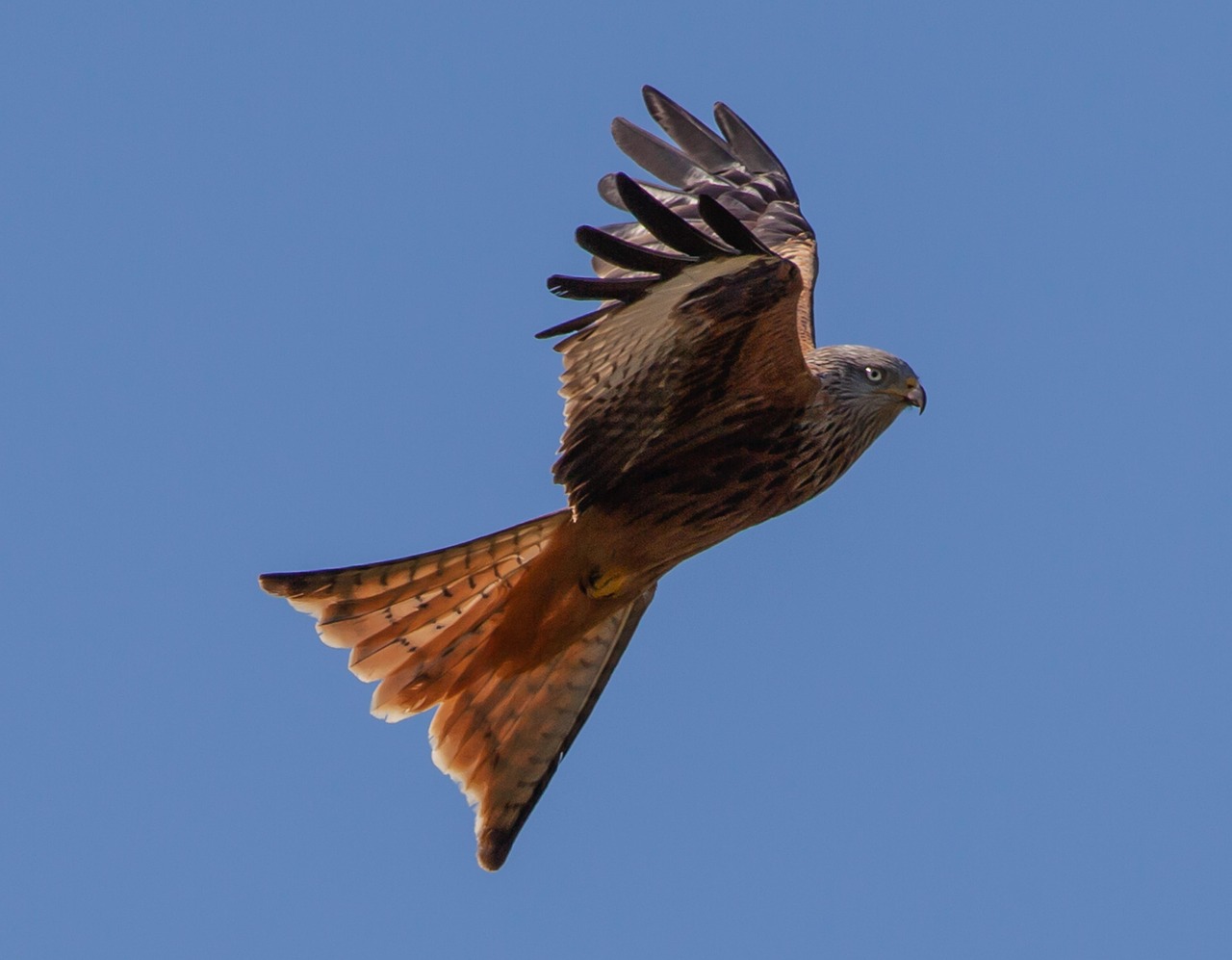 40,000+ Free Red Kite Birds & Red Kite Images - Pixabay
