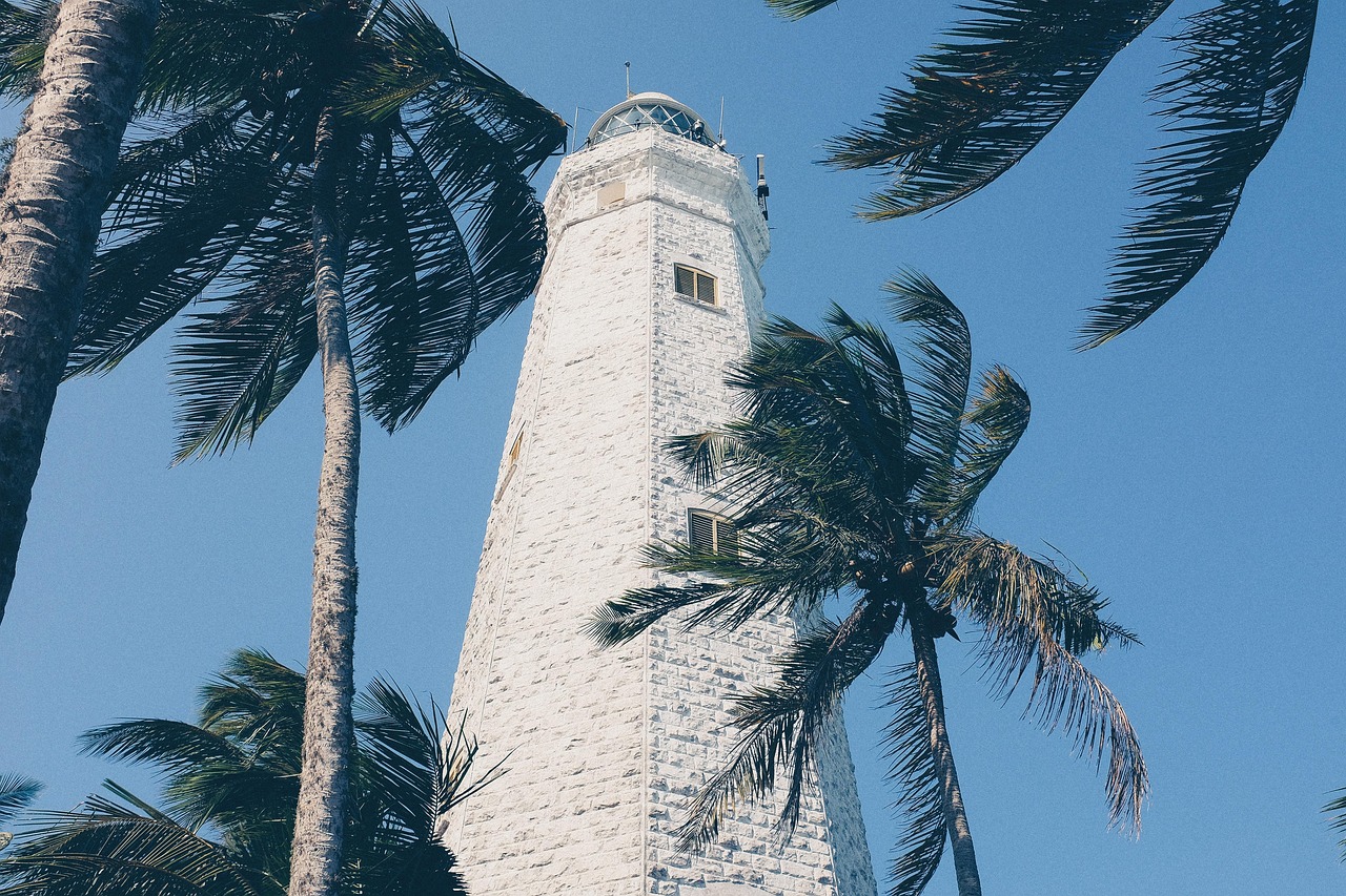 Palm - free online jigsaw puzzle photo