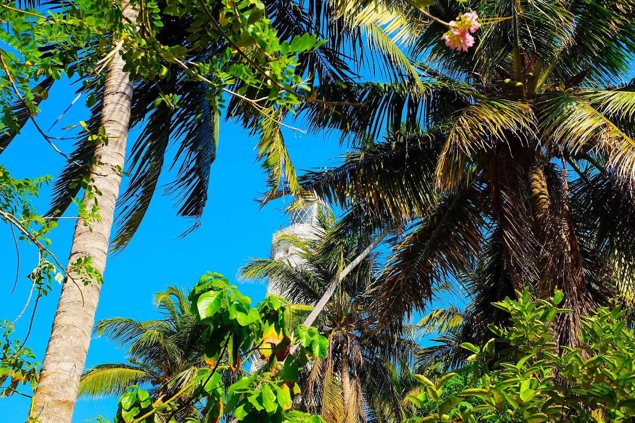 Palm - free online jigsaw puzzle photo