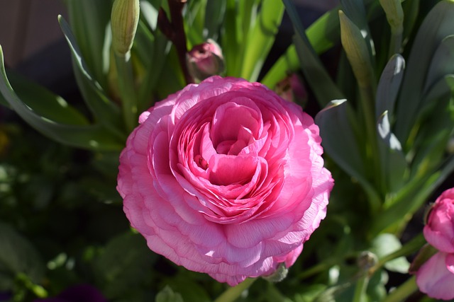Ranukel Rosa Ranukel Rosa Blomma - Gratis foto på Pixabay - Pixabay