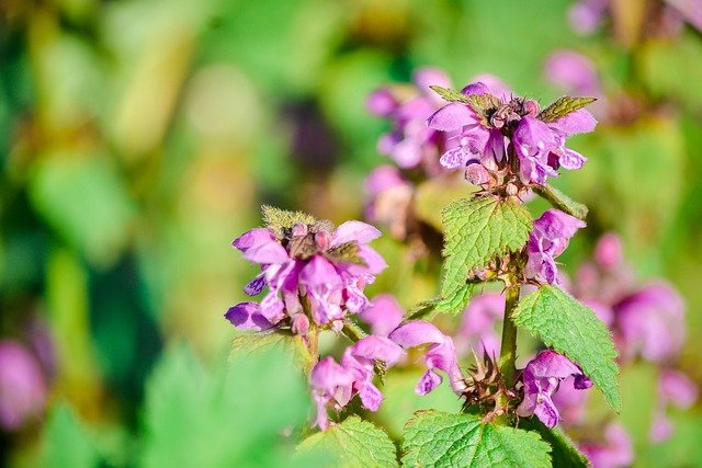 Free Flower Greens photo and picture